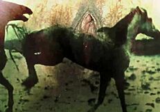 Zoological attraction: Equus and the beast