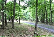 Nadia White has sex with a black man with a big penis outdoors while she straddles a motorcycle