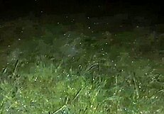 Dirty talking lesbian lovers hide from the rain on a ranch