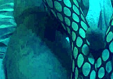 Beautiful women in nylons and leggings give great footjobs