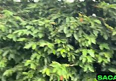 I was eating my woman in the woods, it was very good